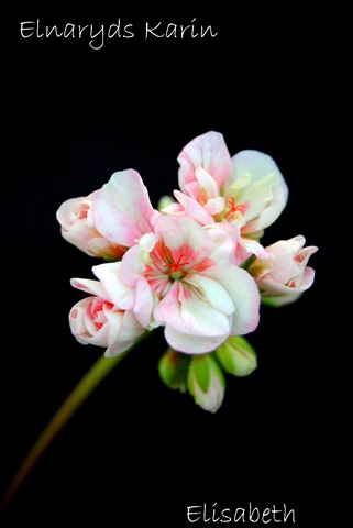 [pelargonium 003[3].jpg]
