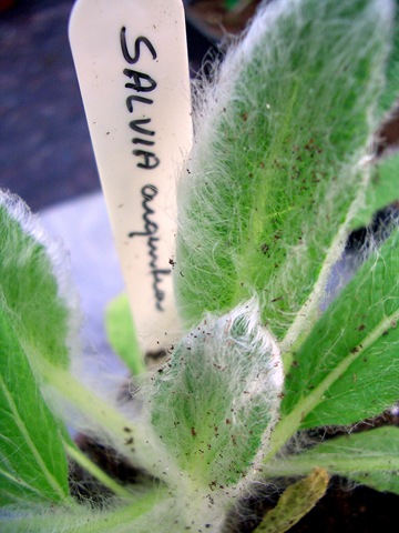 [Pelargoner090012.jpg]
