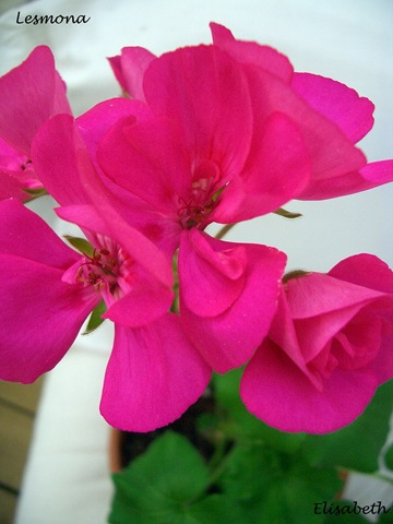 [Pelargoner 09 013-2[3].jpg]