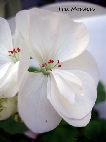 [Pelargoner 09 015-2[4].jpg]