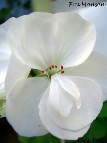 [Pelargoner 09 016-2[3].jpg]