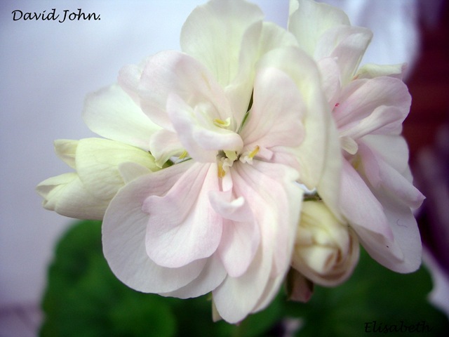 [Pelargoner  juni 09 006-1[3].jpg]