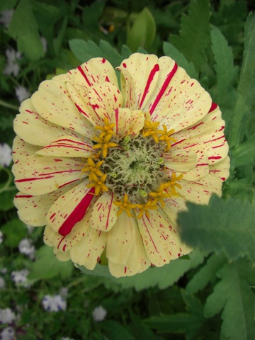 [Blomsterihavenjuli090062.jpg]