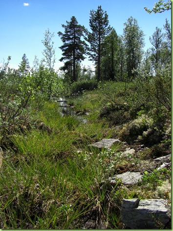 Veien hjem fra Skåbu, juni 09 005