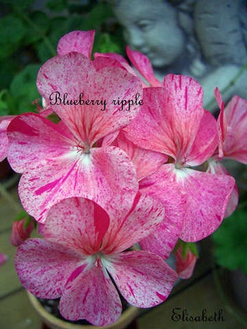 [Pelargoner Juli 09 008-2[3].jpg]