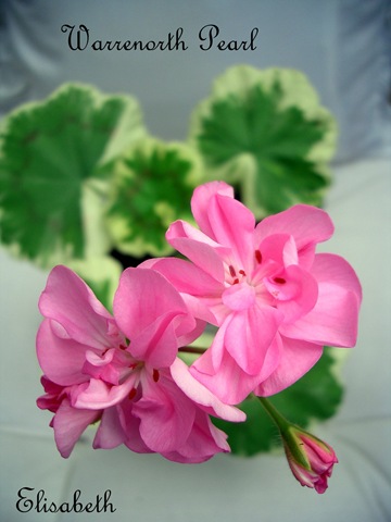 [Pelargoner17juli090293.jpg]