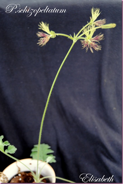 Pelargonium  juli -10 023