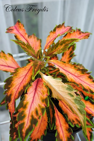 [Coleus 003[2].jpg]