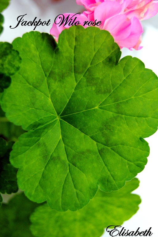 [Pelargoner sept 2010 005[4].jpg]