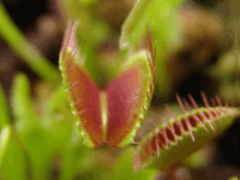 220px-Dionaea_muscipula_closing_trap_animation