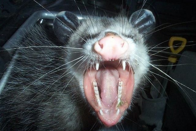 [surprise_in_car_103.jpg]