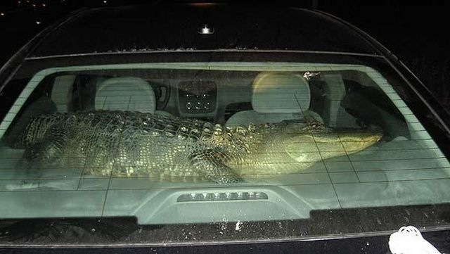 [surprise_in_car_163.jpg]