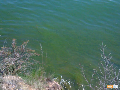 Blue Green Algae on Lake Burley Griffin