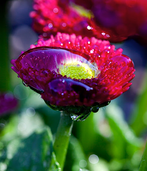 flower closeup