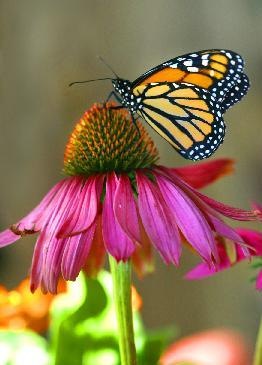 [Butterfly-echinacea-small[5].jpg]