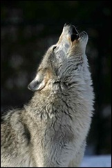 gray_wolf