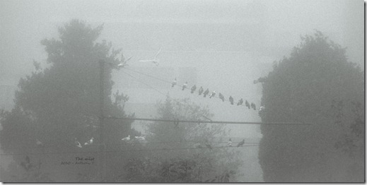 The mist