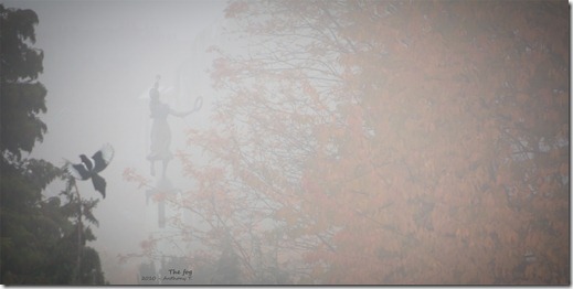 The fog