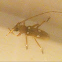 Ivory-marked beetle