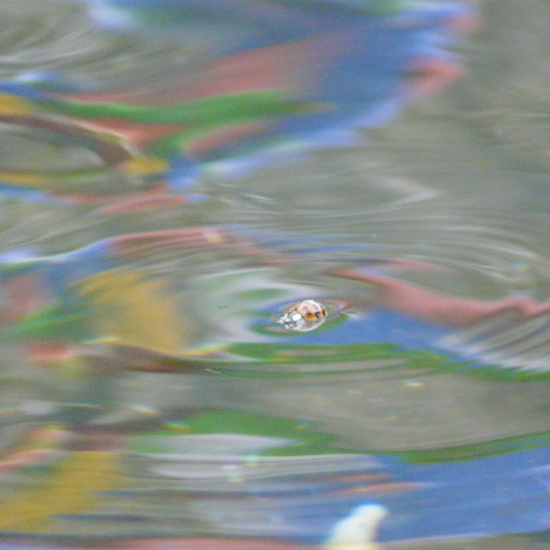 http://lh3.ggpht.com/_yULtYItMfig/S8OShLs_bhI/AAAAAAAACRw/cH0O0k2sfGQ/s800/P1100140.JPG