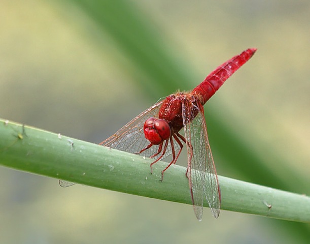 [bicho2[3].jpg]