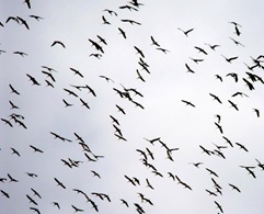 Sandhill crane