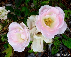 126-2679zz_IMG 650x522