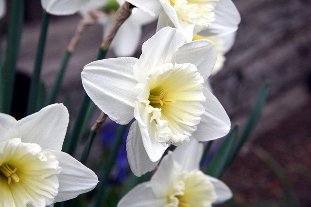 [Daffodil PI[8].jpg]