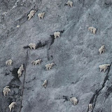 The best climbers in the animal world