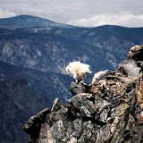 The best climbers in the animal world