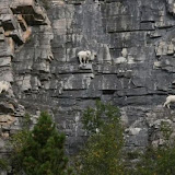 The best climbers in the animal world