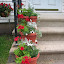 Mrs_Peterson's Front Step Geranium Container garden