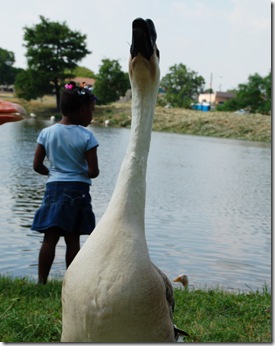 ducks7