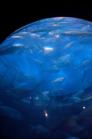 [fish[7].jpg]