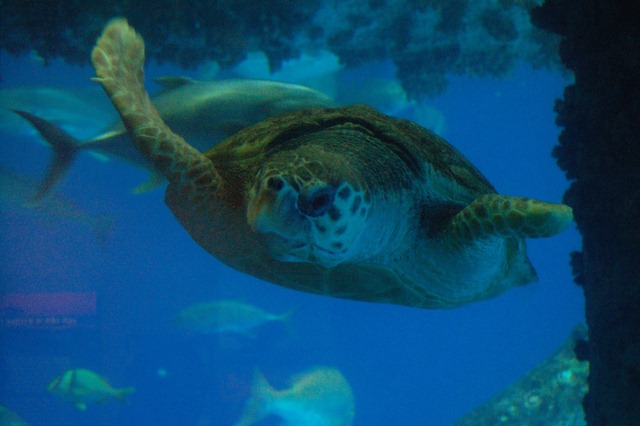 [turtle[4].jpg]