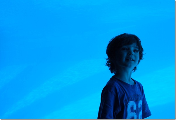 finn