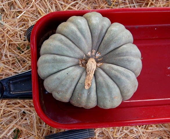 [pumpkins5[3].jpg]