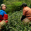 Longjing tarasy herbaciane