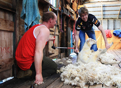 Себастьян Феттель бреет овец на австралийской ферме