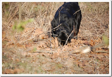 ivy digging good
