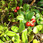 Lingonberry