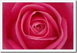 Rose_Petals Rose_Petals