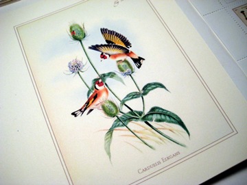 blank greeting card with thistle