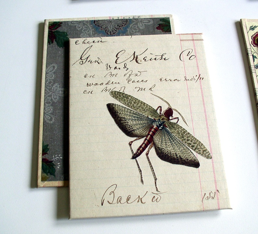 [Egyptian locust[3].jpg]