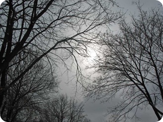 trees