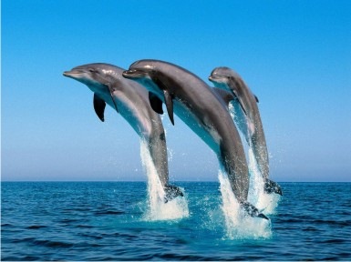 [golfinhos[4].jpg]