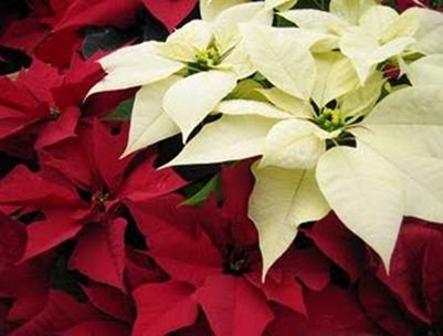 poinsettias poinsettias