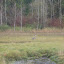 Heron hunting in the estuary.