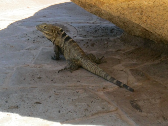 [Cabo San Lucas 025.jpg]