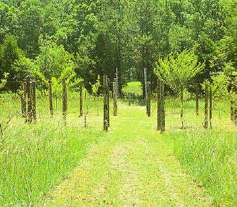 [veranda73[1].jpg]